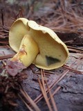 Buchwaldoboletus pseudolignicola image