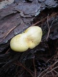 Buchwaldoboletus pseudolignicola image