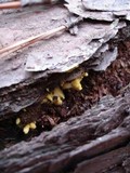 Buchwaldoboletus pseudolignicola image