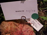 Boletus regius image