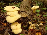 Lentinus levis image