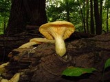Lentinus levis image