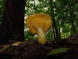 Lentinus levis image