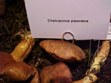 Chalciporus piperatus image