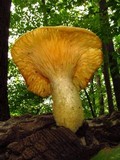 Lentinus levis image