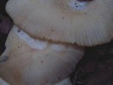 Lentinus levis image