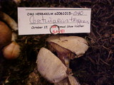 Cortinarius traganus image