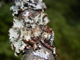 Platismatia glauca image