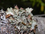 Platismatia glauca image