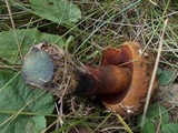 Boletus erythropus image