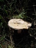 Lactarius pubescens image