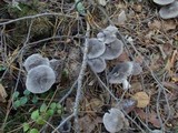 Tricholoma terreum image