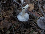 Tricholoma terreum image