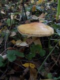 Cortinarius triumphans image