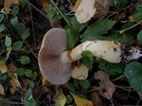 Cortinarius triumphans image