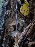Merulius tremellosus image