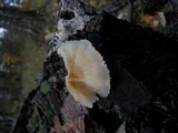 Merulius tremellosus image