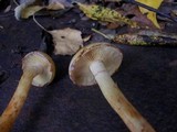 Pholiota alnicola image
