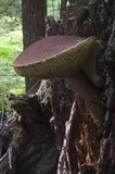 Boletellus mirabilis image