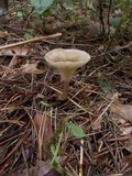Ampulloclitocybe clavipes image