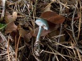 Stropharia aeruginosa image