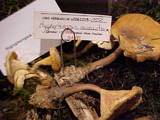 Hygrophoropsis aurantiaca image