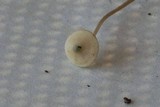 Mycena subcaerulea image