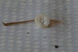 Mycena subcaerulea image