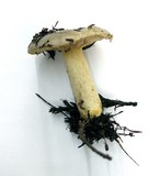 Lactarius pallescens image