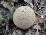 Lycoperdon echinatum image