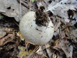 Lycoperdon echinatum image