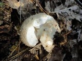 Lycoperdon echinatum image