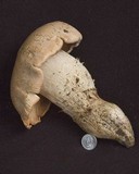 Tricholoma grave image