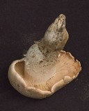 Tricholoma grave image