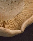 Tricholoma grave image