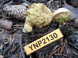 Suillus megaporinus image