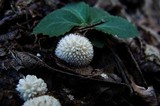 Lycoperdon echinatum image