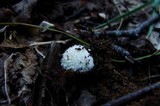 Lycoperdon echinatum image