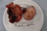 Fistulina hepatica image