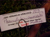 Phaeocollybia ammiratii image