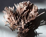 Thelephora palmata image