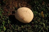 Calvatia cyathiformis image