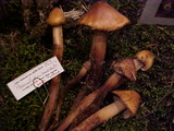 Phaeocollybia ammiratii image