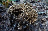 Ramaria murrillii image