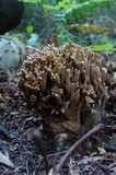 Ramaria murrillii image
