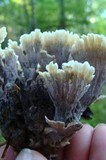 Thelephora vialis image