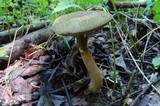 Austroboletus gracilis image