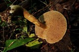 Austroboletus gracilis image