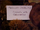Paxillus involutus image