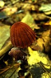 Marasmius fulvoferrugineus image